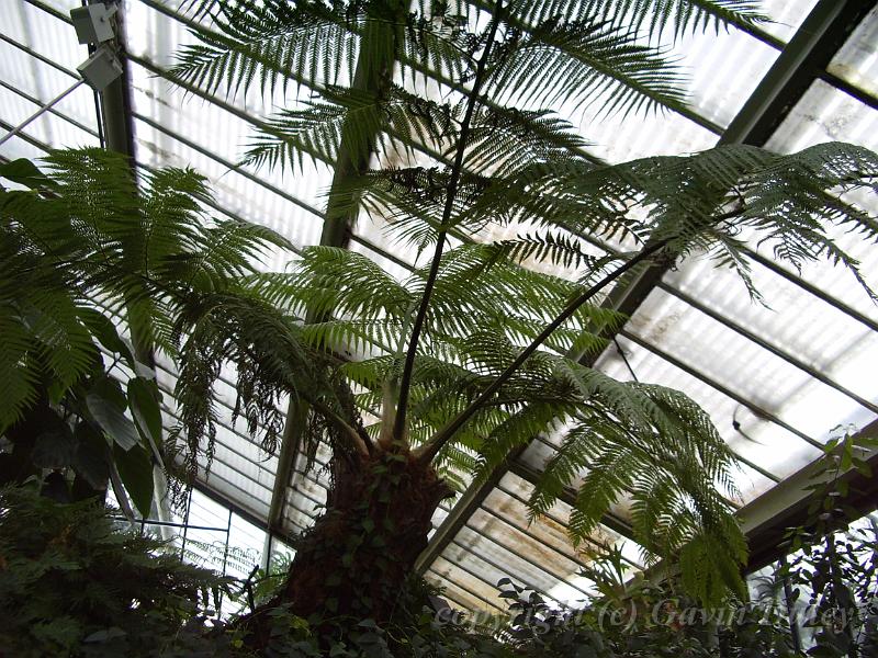 Tree fern, Royal Botanic Gardens Kew IMGP6396.JPG